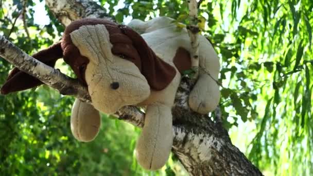 Cão Brinquedo Recheado Velho Pesa Sobre Árvore — Vídeo de Stock