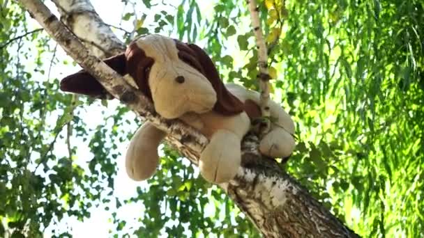 Old Stuffed Toy Dog Weighs Tree — Stock Video