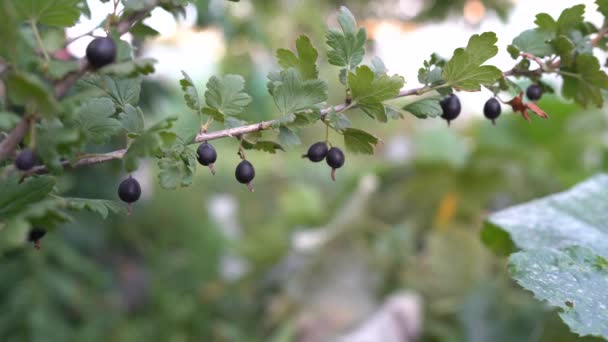 Bahçede siyah frenk üzümü dalı yetişiyor. Lezzetli siyah frenk üzümü, olgun böğürtlen dalında. — Stok video