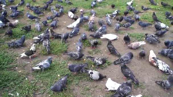 Зграя голубів їсть свіжий хліб на траві . — стокове відео