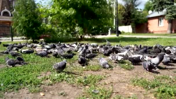 A flock of pigeons are eating a fresh bread on the grass. — Stock Video