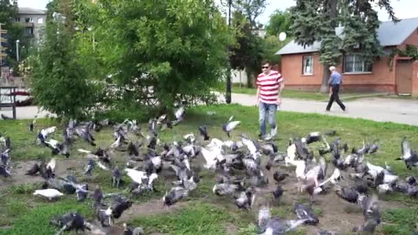 Um homem bonito jovem em roupas casuais está dispersando pombos em movimento lento. — Vídeo de Stock