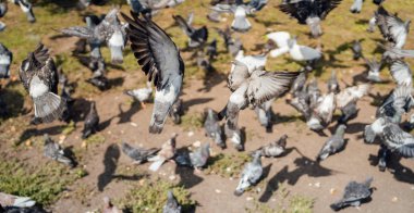 Bir güvercin sürüsü çimlerin üzerinde taze ekmek yiyor..