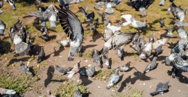 Bir güvercin sürüsü çimlerin üzerinde taze ekmek yiyor..