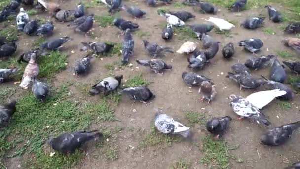Een zwerm duiven eet een vers brood op het gras. — Stockvideo