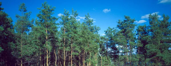 Summer forest landscape, illuminated by soft sunlight. Forest nature on a Sunny day — Stock Photo, Image