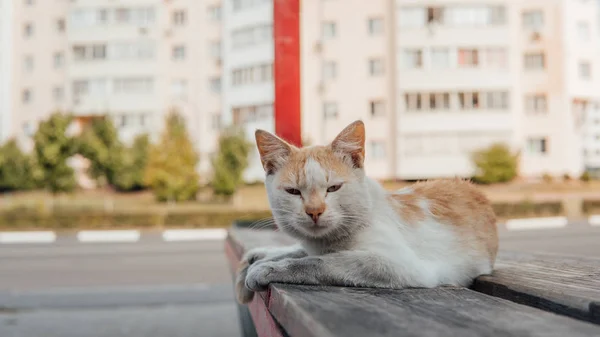 Gato en la calle, gato peludo multicolor en la calle — Foto de Stock
