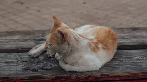 Gato en la calle, gato peludo multicolor en la calle — Foto de Stock