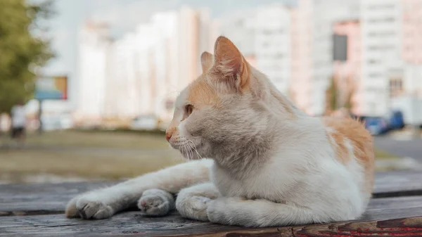 Gato en la calle, gato peludo multicolor en la calle — Foto de Stock