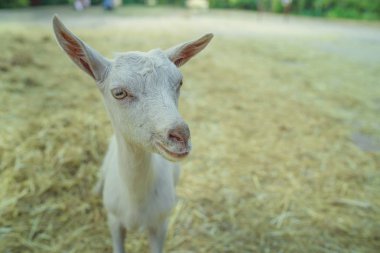 Beyaz bir keçi parkta otluyor..