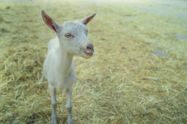 Beyaz bir keçi parkta otluyor..