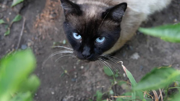 Un retrato de un gato siamés con ojos azules en la calle.. —  Fotos de Stock