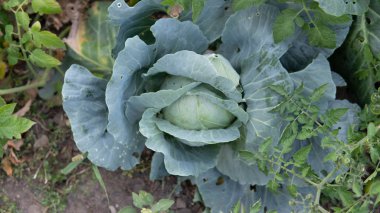 Lahana bahçede yetişen yenilebilir bitkidir. Taze yeşil lahananın üst görüntüsü. Tarım kavramı.