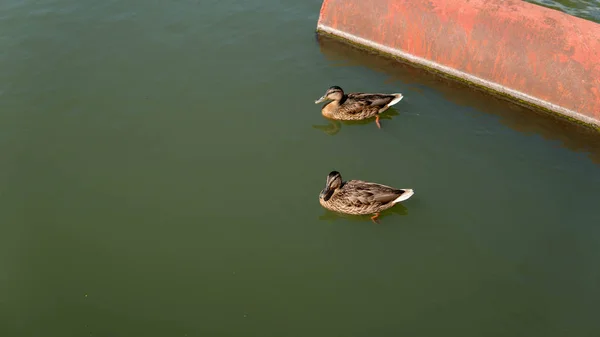 Os patos nadam no rio. patos nadam no lago no parque . — Fotografia de Stock