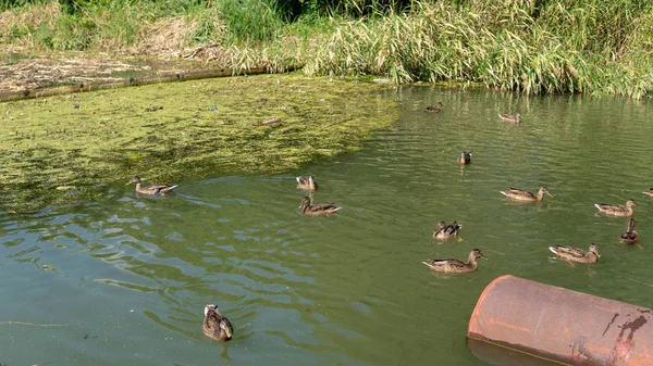 Le anatre nuotano nel fiume. le anatre nuotano nel lago nel parco . — Foto Stock