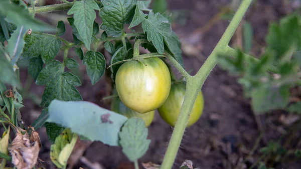 庭では枝に緑色のトマトが成長しています。農業、健康食品、野菜の概念. — ストック写真