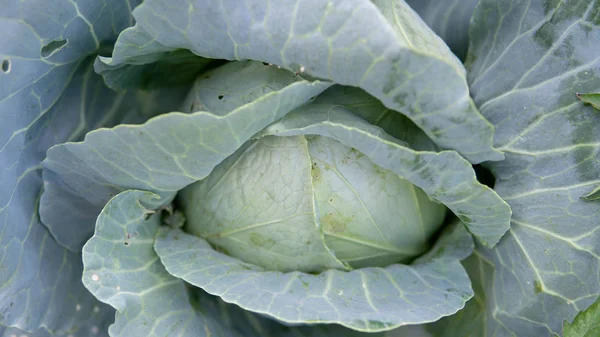 Cabbage is edible plants grow in the garden. Closeup top view of fresh green cabbage. The concept of agriculture.