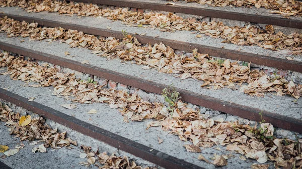 Escaliers avec feuilles d'automne. Escaliers à l'automne avec feuilles. L'automne dans le parc — Photo