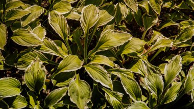 Yeşil yapraklar, yeşil doku. Yeşil çimen deseni ve doku arkaplanı