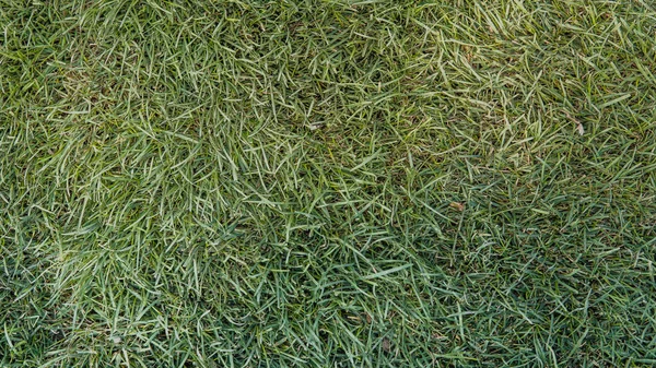 Textura de la hierba, fondo verde de la vegetación bajo luz natural — Foto de Stock