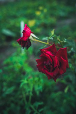 Bahçede güzel bir açık kırmızı gül büyüyor. Bulutlu havada arka planı bulanık kırmızı bir gül..