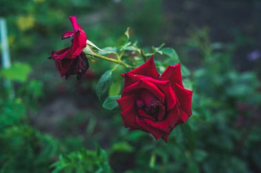 Bahçede güzel bir açık kırmızı gül büyüyor. Bulutlu havada arka planı bulanık kırmızı bir gül..