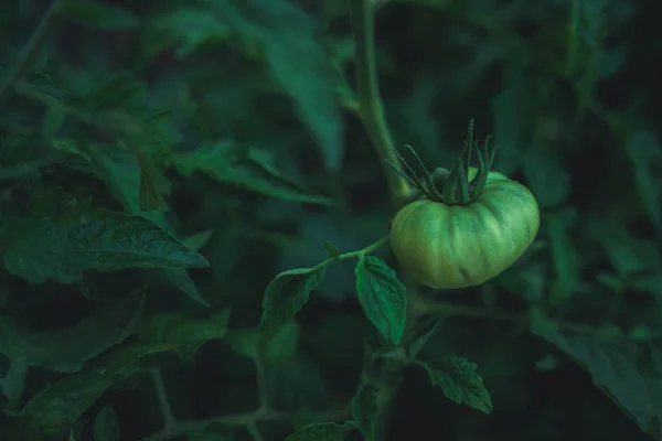 Os tomates verdes em uma filial estão crescendo no jardim. O conceito de agricultura, alimentos saudáveis e vegetais. — Fotografia de Stock