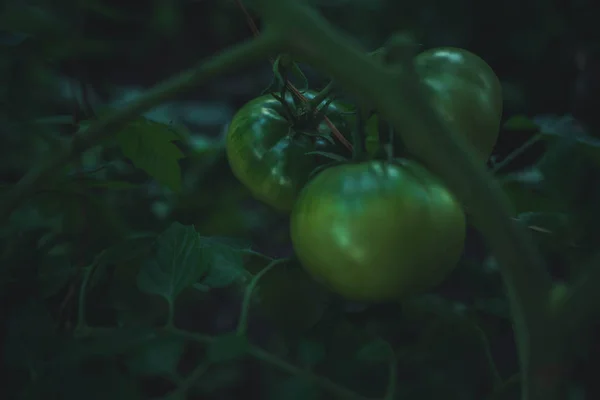 Os tomates verdes em uma filial estão crescendo no jardim. O conceito de agricultura, alimentos saudáveis e vegetais. — Fotografia de Stock