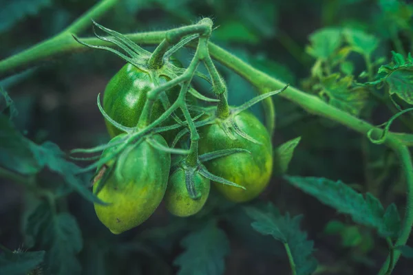 庭では枝に緑色のトマトが成長しています。農業、健康食品、野菜の概念. — ストック写真