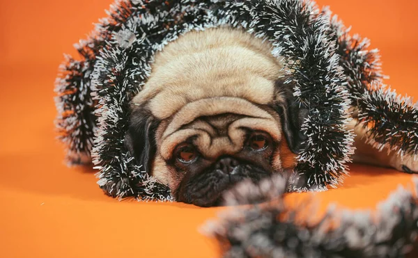 이젤로 싼 슬픈 개는 오렌지색 배경에 포즈를 취합니다. 크리스마스를 기대하며 말썽꾸러기 — 스톡 사진