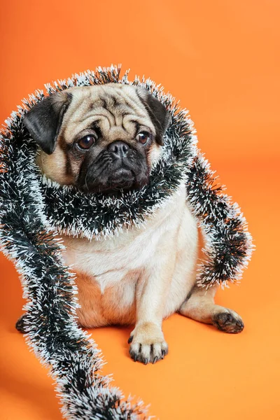 Turuncu bir arka planda süslü pozlara sarılmış üzgün bir köpek. Noel beklentisiyle pug — Stok fotoğraf