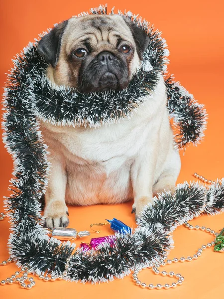 Turuncu bir arka planda süslü pozlara sarılmış üzgün bir köpek. Noel beklentisiyle pug — Stok fotoğraf