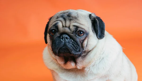 Roztomilý pes plemeno pug pózovat na oranžovém pozadí. Pes se smutnýma očima. Pug close-up — Stock fotografie