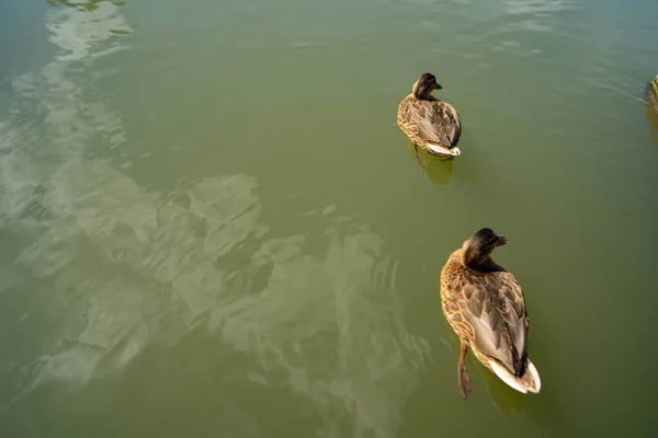 Enten schwimmen im Fluss. Enten schwimmen im See im Park. — Stockfoto