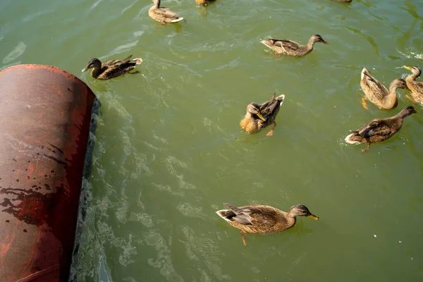 Os patos nadam no rio. patos nadam no lago no parque . — Fotografia de Stock