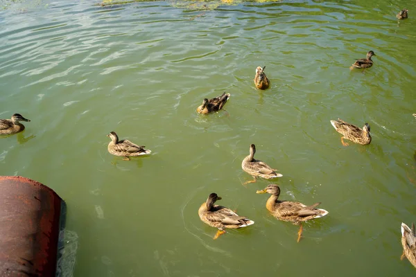 鸭子在河里游泳. 鸭子在公园的湖里游泳. — 图库照片