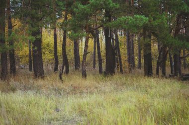 Farklı ağaçları olan güzel bir yaz ormanı. Güneş Işıklı Orman Ağaçları