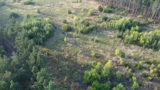 Hermoso bosque de verano con diferentes árboles. Árboles forestales con luz solar — Vídeos de Stock