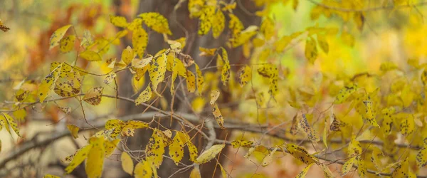 Las ramas de árboles con follaje en otoño bosque. Cierre. — Foto de Stock