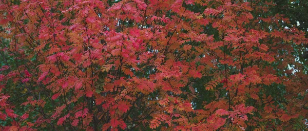 Les branches des arbres avec feuillage dans la forêt d'automne. — Photo