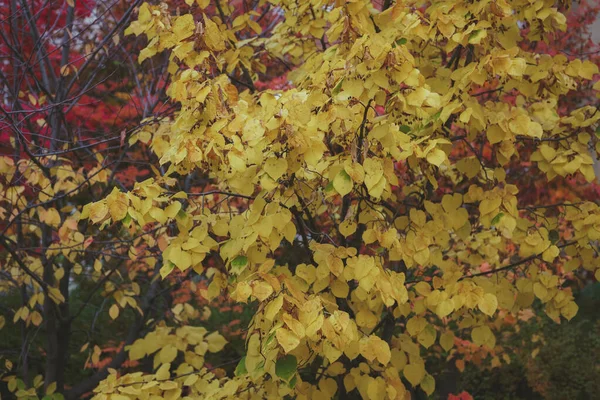 Les branches des arbres avec feuillage dans la forêt d'automne. — Photo