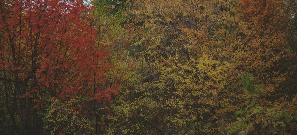 Gałęzie drzew z liśćmi w jesiennym lesie. — Zdjęcie stockowe