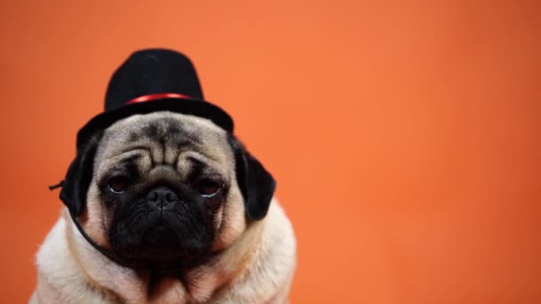 Een mooie pug met een hoed op haar hoofd zit op een oranje achtergrond. — Stockvideo