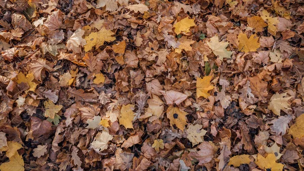 가을. 다양 한 색깔의 단풍나무 잎들 이 풀 위에 놓여 있다. 공원에는 화려 한 색상의 잎들이 있다. 틀리는 일은 자연 스러운 배경을 남긴다 — 스톡 사진