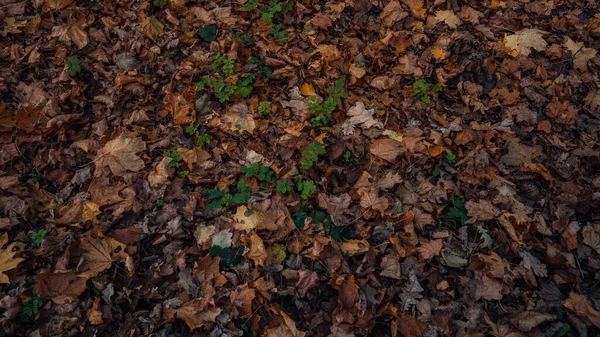 Automne. Des feuilles d'érable multicolores reposent sur l'herbe. Feuillage coloré dans le parc. Feuilles tombantes Fond naturel — Photo