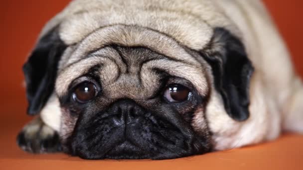 Un beau pug triste se couche sur un fond orange. — Video