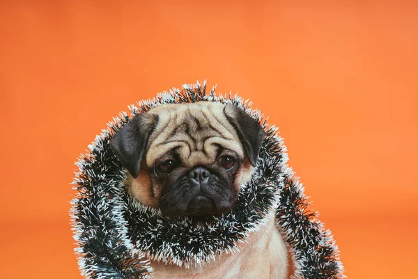 Droevige hond gewikkeld in knutsel poseert op een oranje achtergrond. Pug in afwachting van Kerstmis — Stockfoto