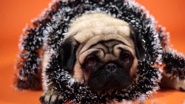Güzel üzgün bir köpek, turuncu bir arka planda süs eşyası ile oturur..
