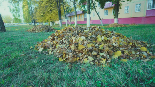 Czyszczenie jesiennych liści. dużo liści zebranych w dużej stercie na zielonej trawie, na dziedzińcu wielopiętrowego domu. — Zdjęcie stockowe