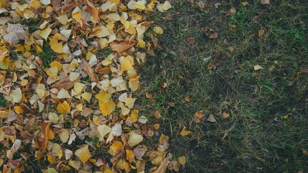 Feuilles d'automne, beaucoup de feuillage sur l'herbe verte. La texture des verts — Photo